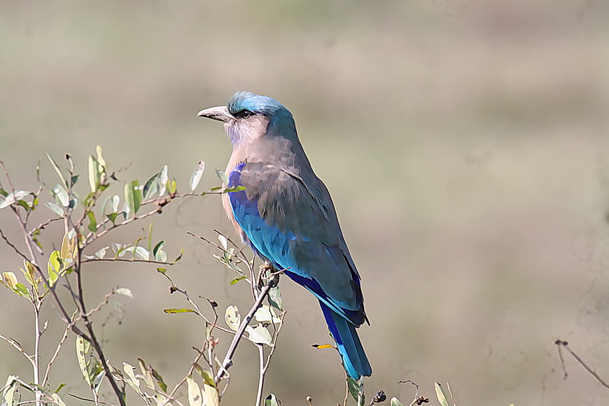 Indian Roller Bird Perched on Branch