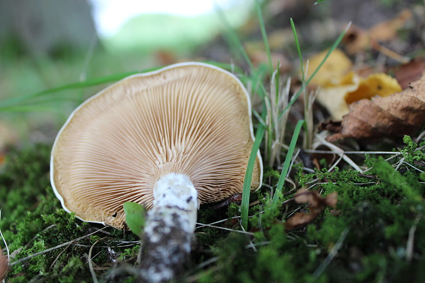 Close-up of mushroom gills in mossy forest floor