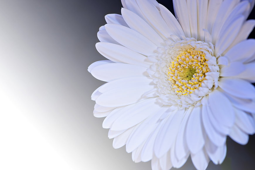 Close-up of white gerbera daisy with yellow center on gradient background
