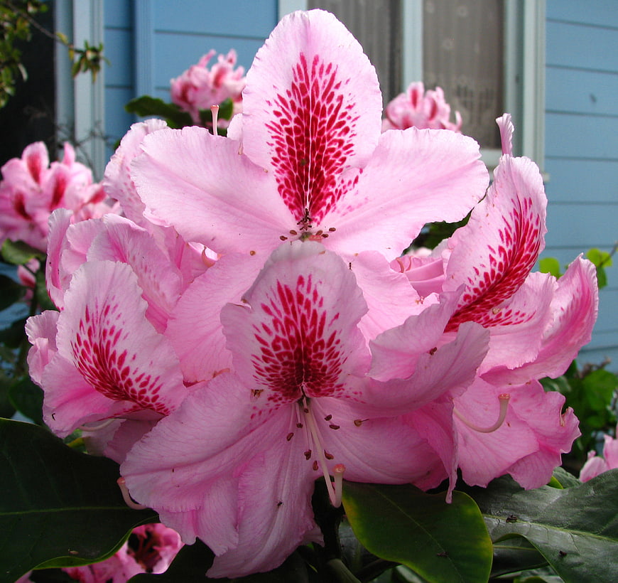 Close-up of vibrant pink rhododendron flowers with red speckles