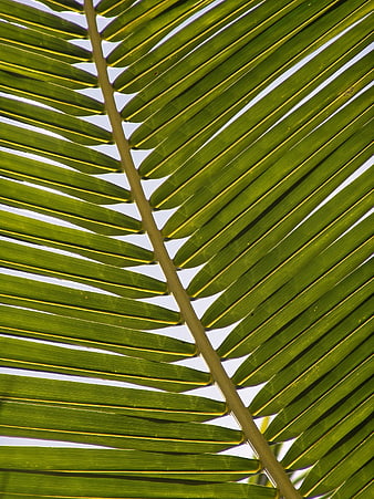 Close-up of vibrant green palm frond against bright sky