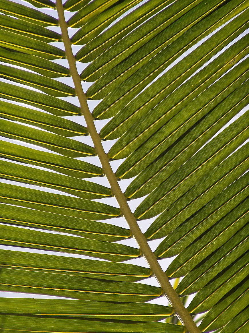 Close-up of vibrant green palm frond against bright sky