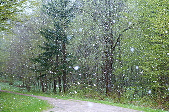 Hailstorm on a Forest Road with Green Trees