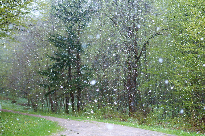 Hailstorm on a Forest Road with Green Trees