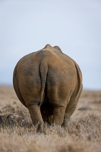 Rear View of African Rhino Walking in Savanna Grass