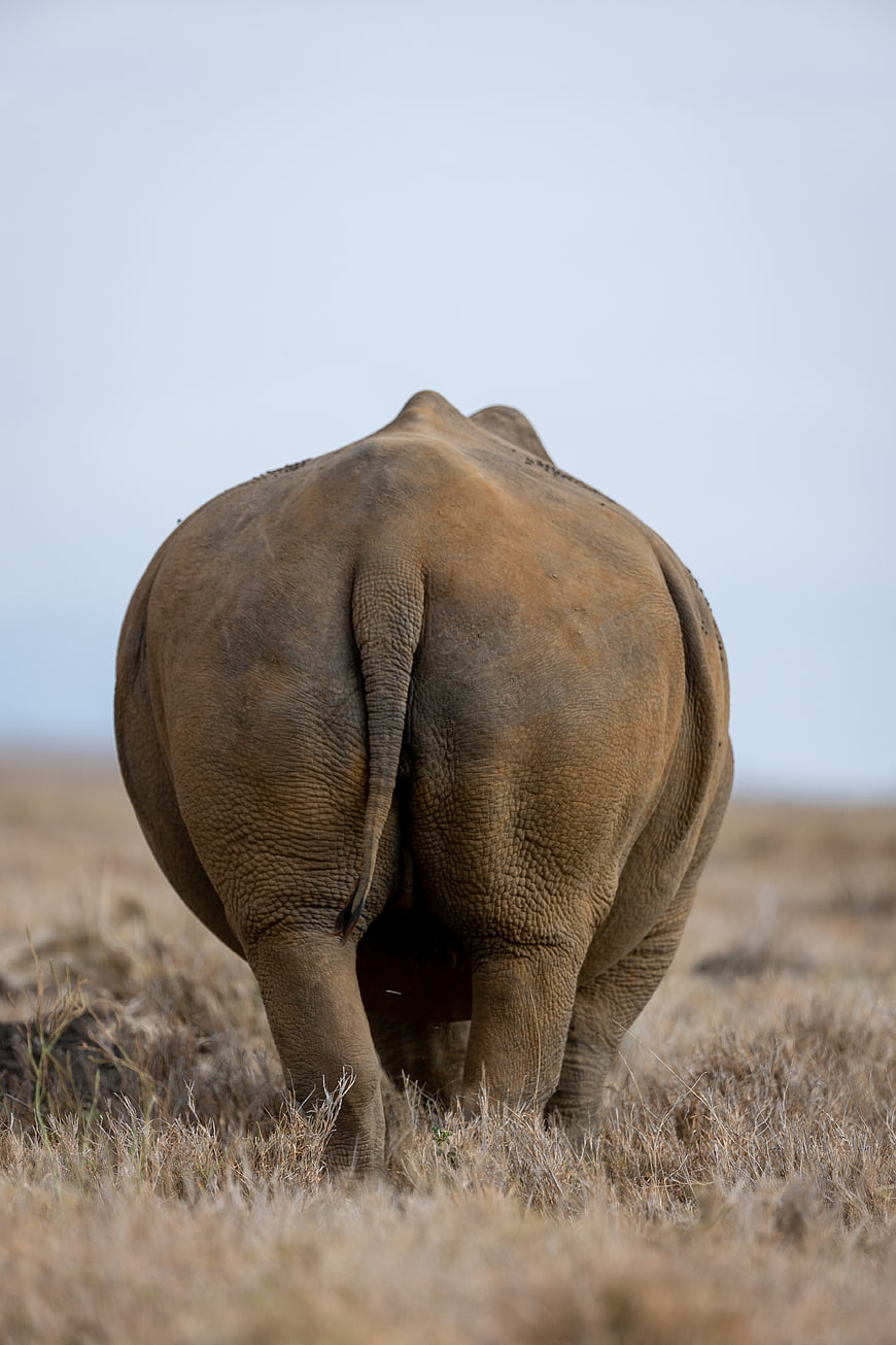 Rear View of African Rhino Walking in Savanna Grass