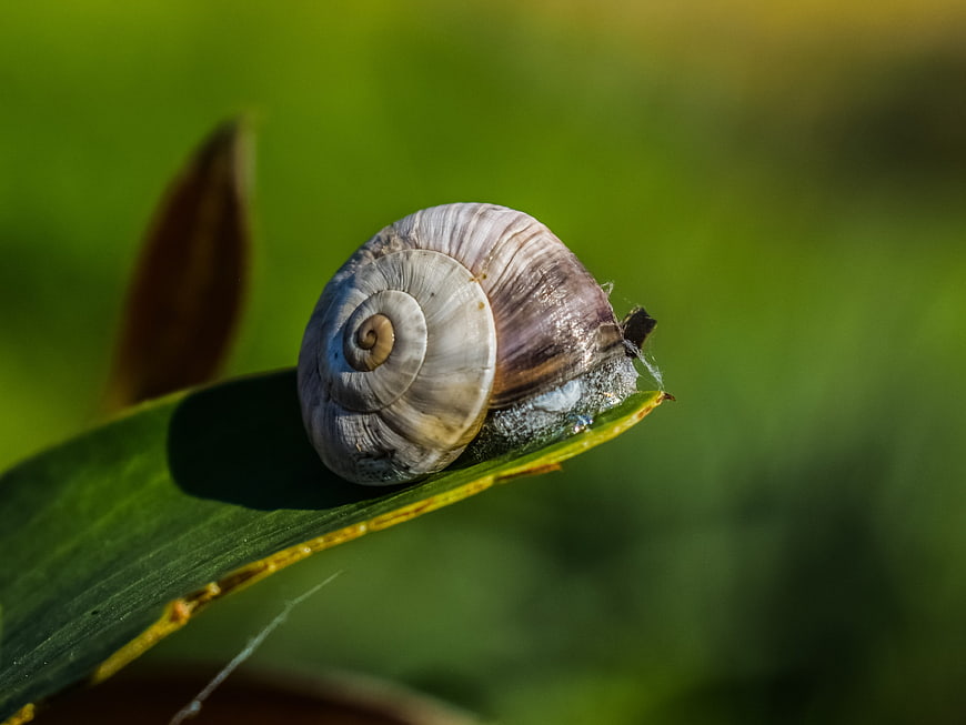 Close-up of a snail shell on a green leaf in nature