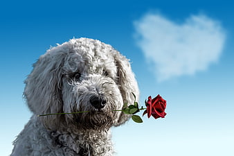 White dog holding red rose with heart-shaped cloud