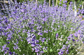 Vibrant purple lavender field blooming in summer garden