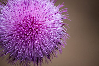 Close-up of a vibrant purple thistle flower with blurred background