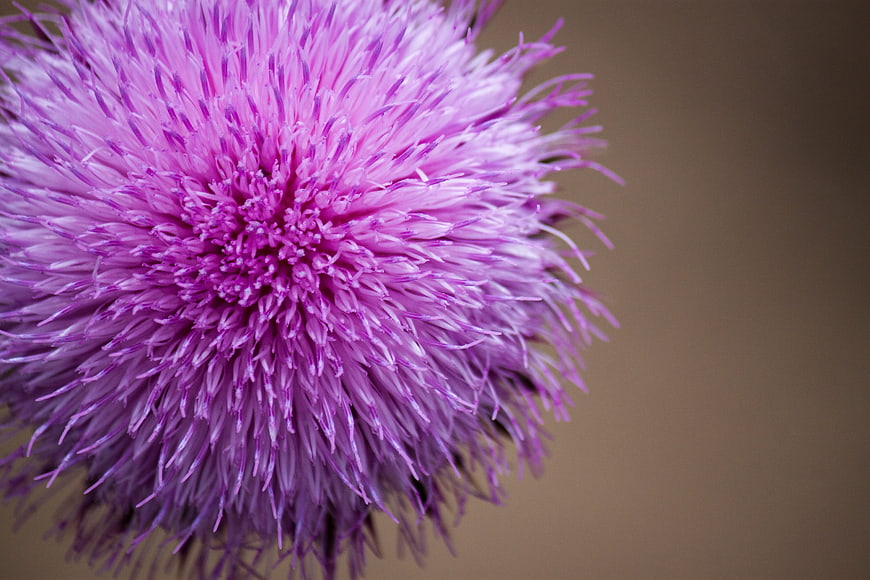 Close-up of a vibrant purple thistle flower with blurred background