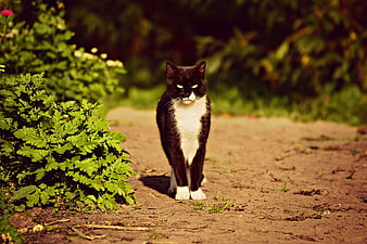 Black and white cat walking on a dirt path in a garden