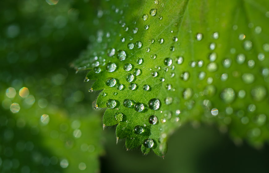 Macro photography of water droplets on a green leaf