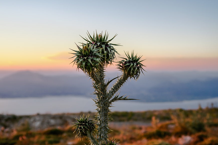 Spiky thistle plant against sunset mountain landscape