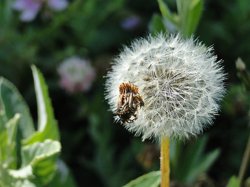 Close-up of a white dandelion seed head in a garden