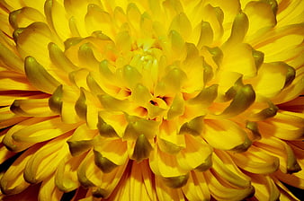 Close-up of a vibrant yellow chrysanthemum flower