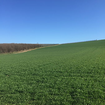 Vibrant Green Rolling Hillside Under Clear Blue Sky