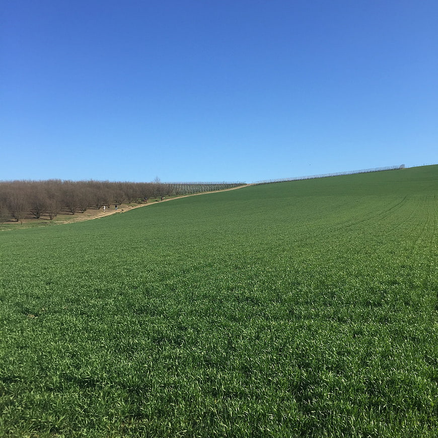 Vibrant Green Rolling Hillside Under Clear Blue Sky