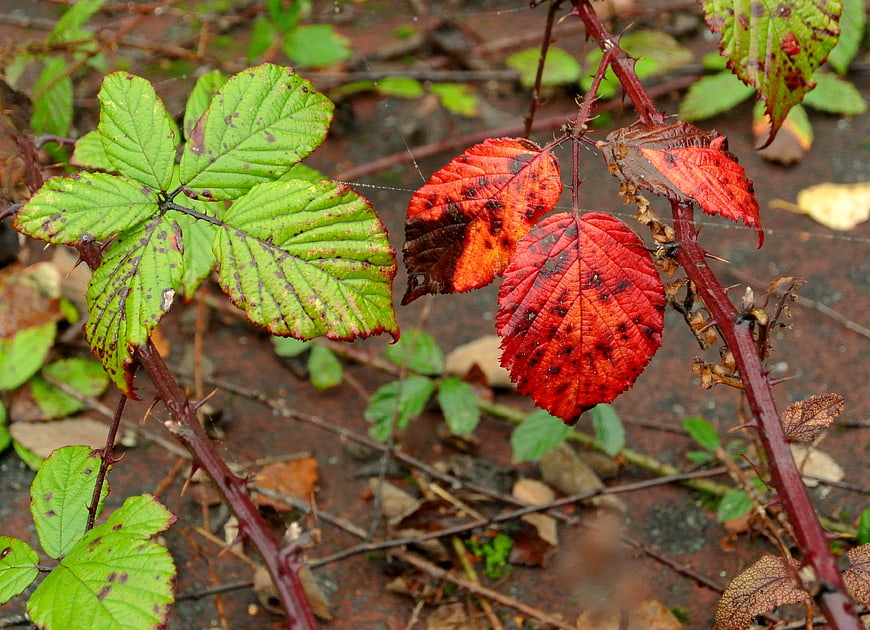 Close-up of red and green bramble leaves in autumn