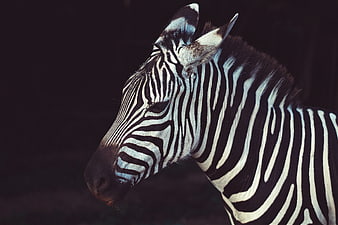 Close-up portrait of a zebra head against dark background