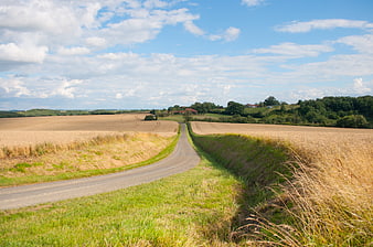 Winding rural road through golden wheat fields in summer