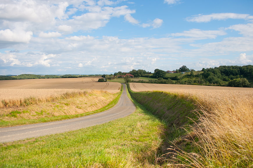 Winding rural road through golden wheat fields in summer