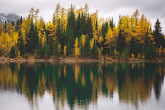 Autumn forest reflection in calm lake with yellow larch trees