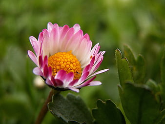 Close-up of Pink and White Daisy with Yellow Center