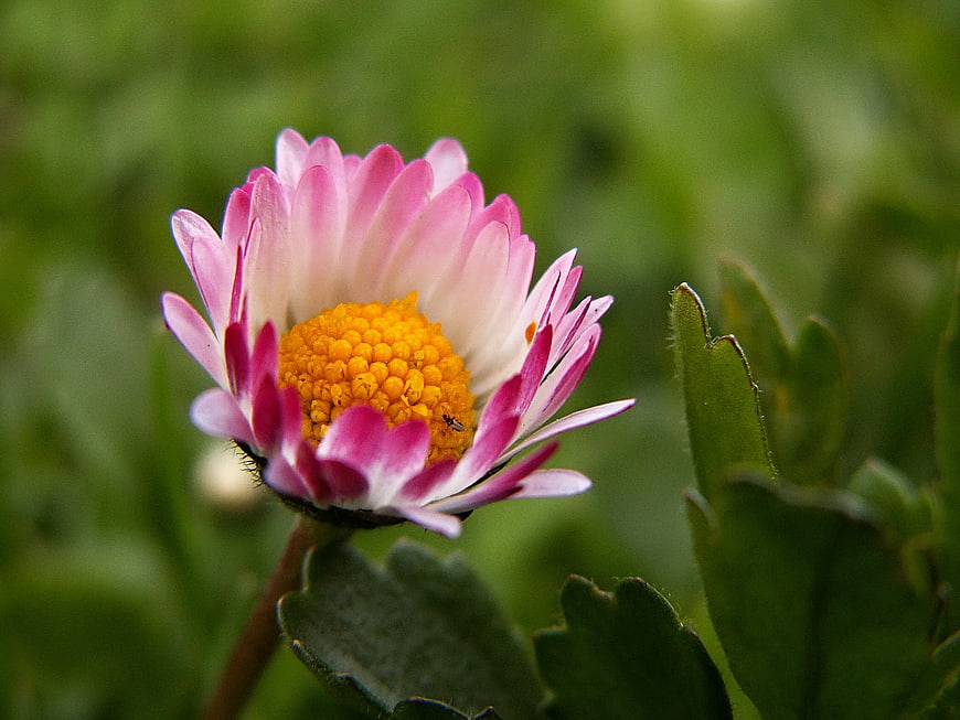 Close-up of Pink and White Daisy with Yellow Center