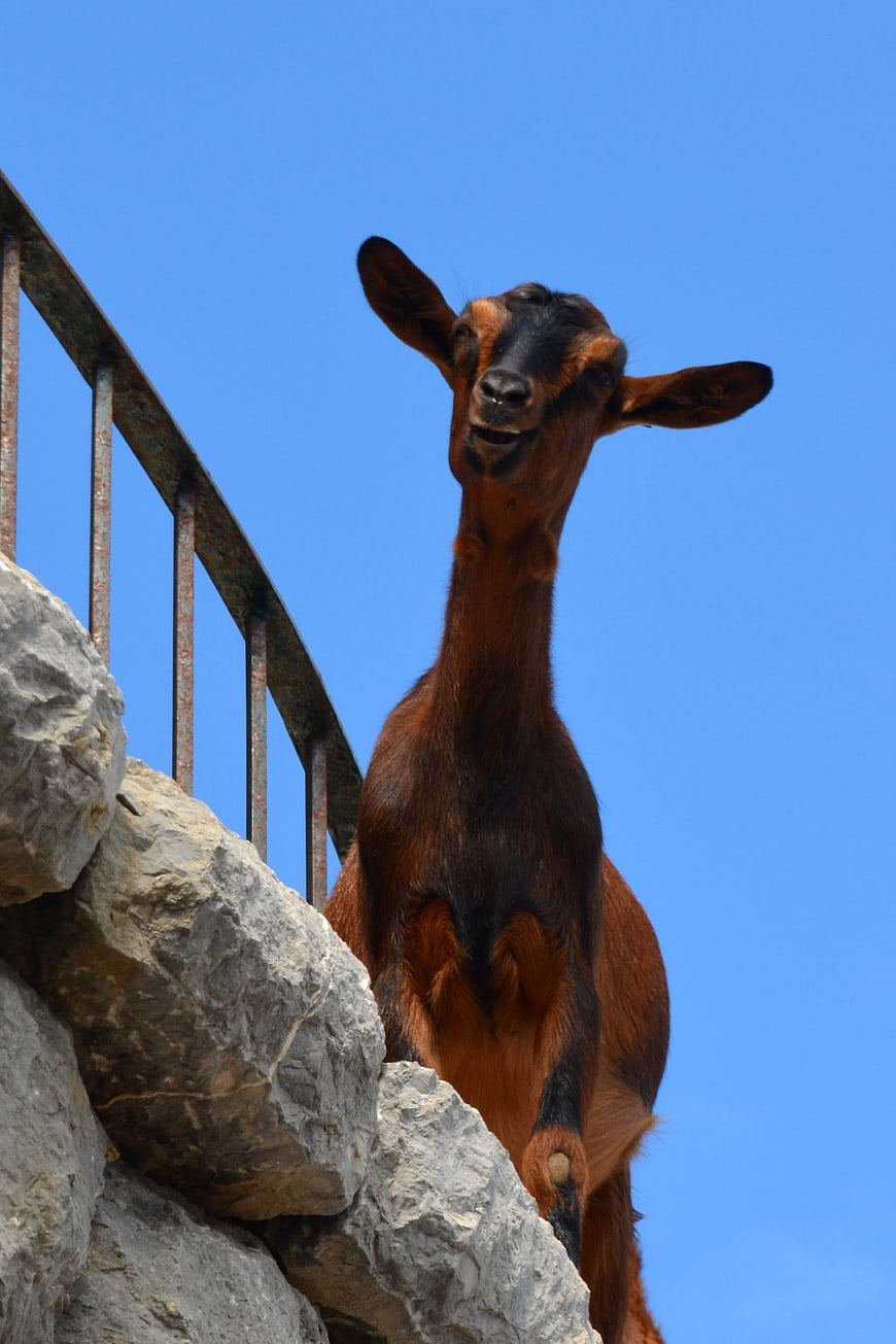 Curious brown goat climbing rocks against blue sky