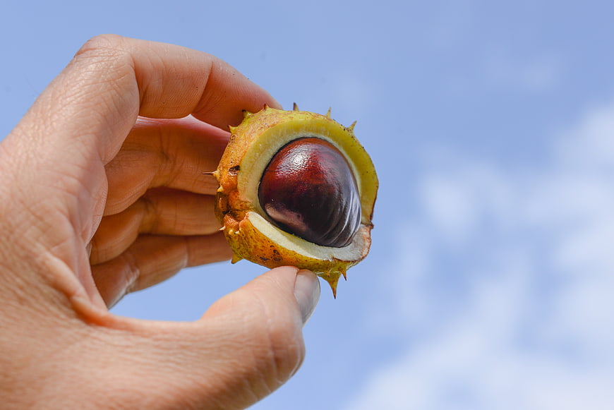 Hand holding open chestnut burr against blue sky