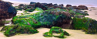 Vibrant Green Sea Moss Covering Rocks on Sandy Beach