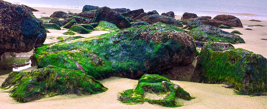 Vibrant Green Sea Moss Covering Rocks on Sandy Beach