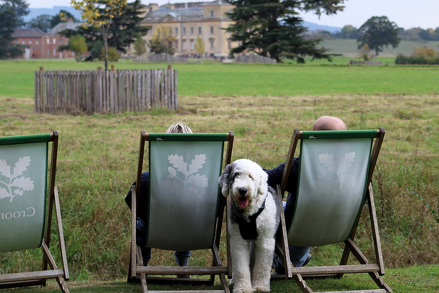 Old English Sheepdog Sitting Between Deckchairs in Field