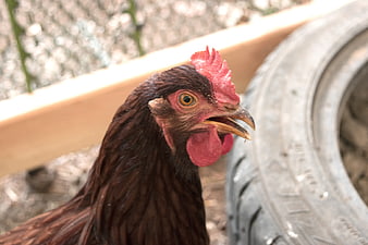 Close-up of a Rhode Island Red hen with open beak