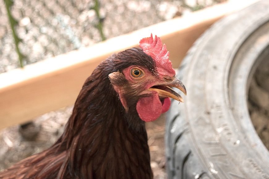 Close-up of a Rhode Island Red hen with open beak