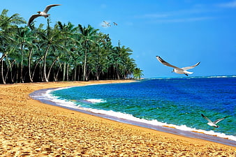Tropical Beach Landscape With Coconut Palms And Flying Seagulls