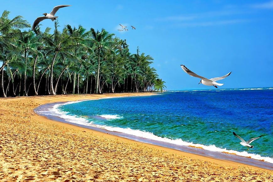 Tropical Beach Landscape With Coconut Palms And Flying Seagulls