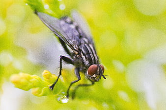 Macro Close-Up of a Fly on a Green Plant