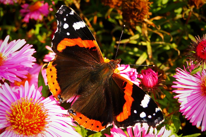 Red Admiral Butterfly on Pink Asters in Garden