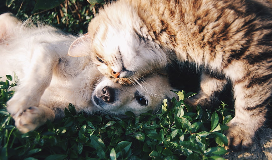 Cute cat and dog cuddling together in green grass