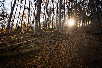 Sunlight streaming through autumn forest trees and roots