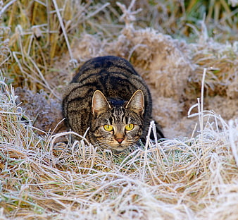Tabby Cat Lurking in Frosty Grass
