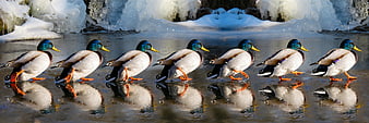 Row of Mallard Ducks Walking on Frozen Ice