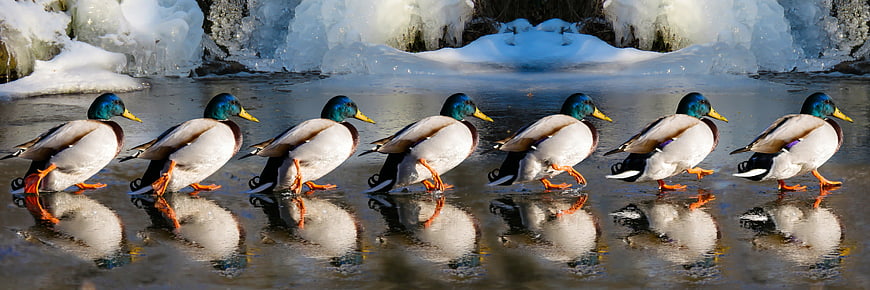 Row of Mallard Ducks Walking on Frozen Ice