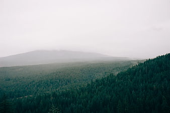 Misty Pine Forest Mountain Landscape with Fog