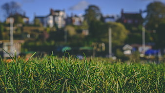 Close-up of green grass with blurred suburban background
