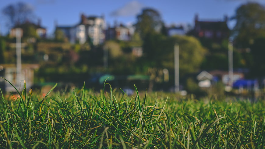 Close-up of green grass with blurred suburban background