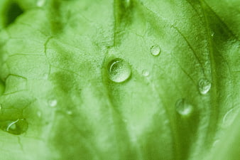 Macro Close-Up of Green Leaf with Water Droplets
