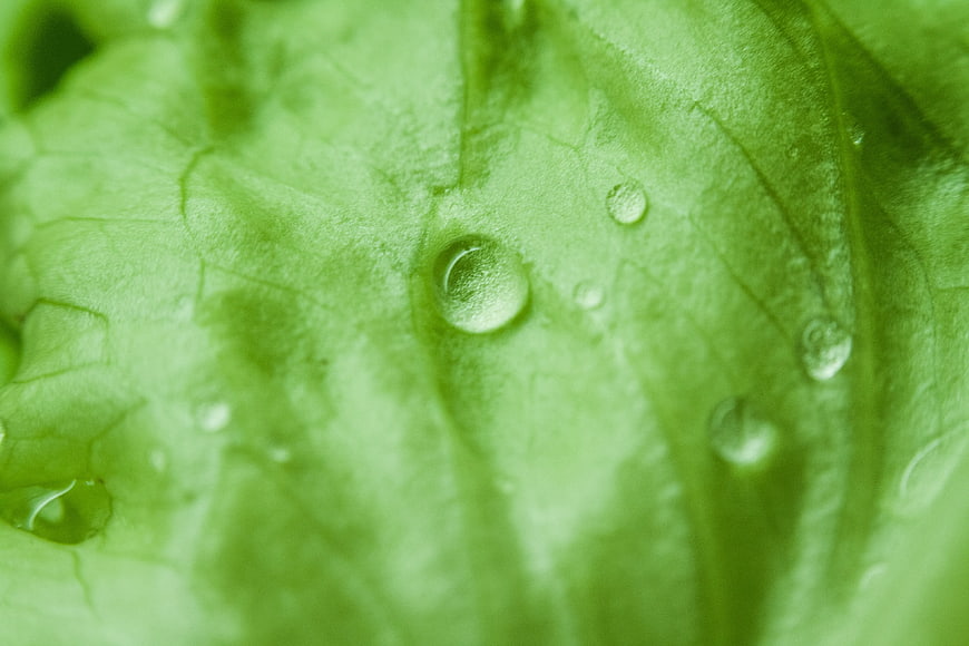 Macro Close-Up of Green Leaf with Water Droplets